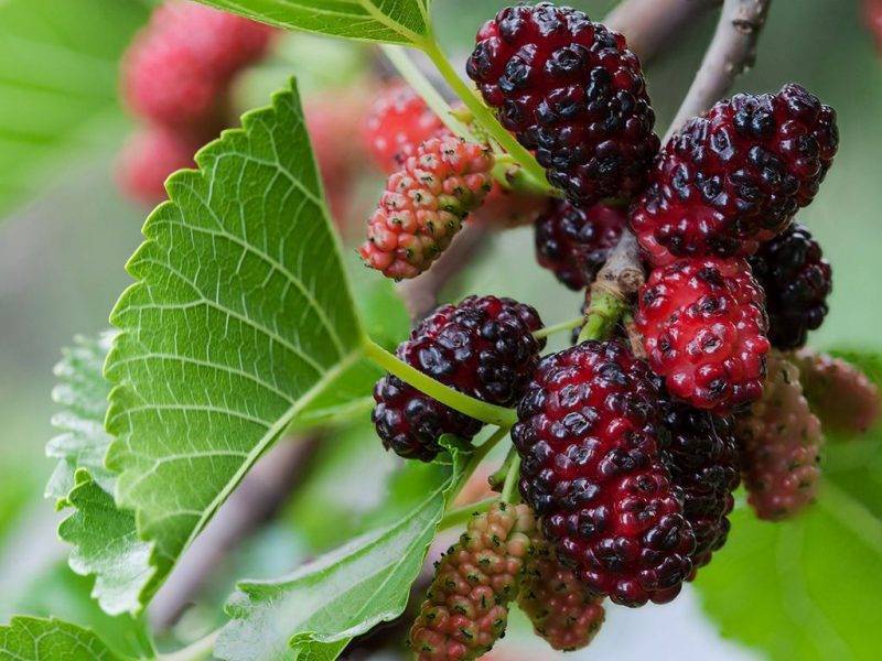 Шелковица купить саженцы из питомнике в Тихорецке