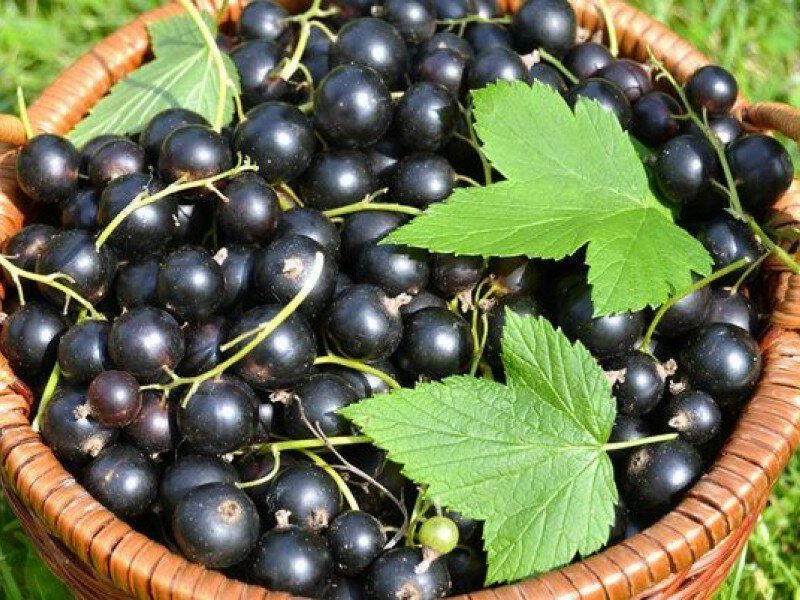 Смородина купить саженцы из питомника в Тихорецке