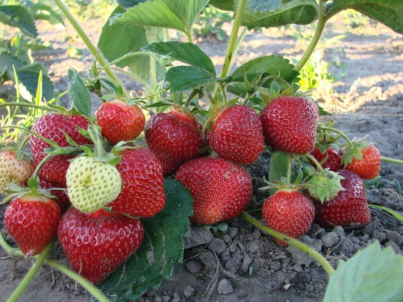 Клубника купить саженцы из питомника в Тихорецке
