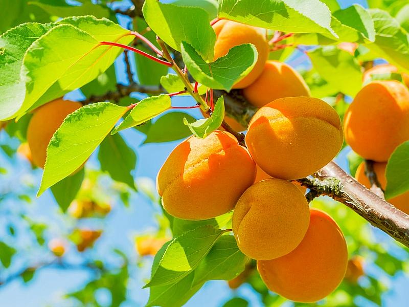 Абрикос купить саженцы из питомнике в Тихорецке