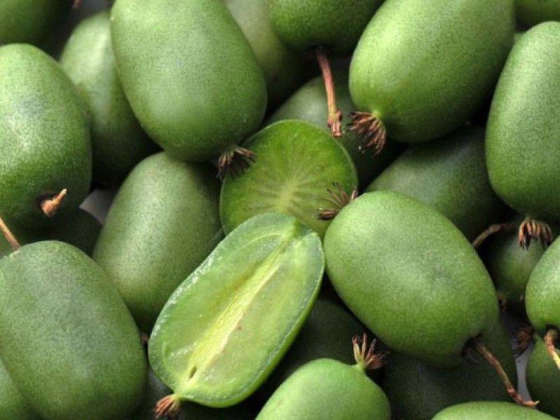 Актинидия купить саженцы из питомнике в Тихорецке