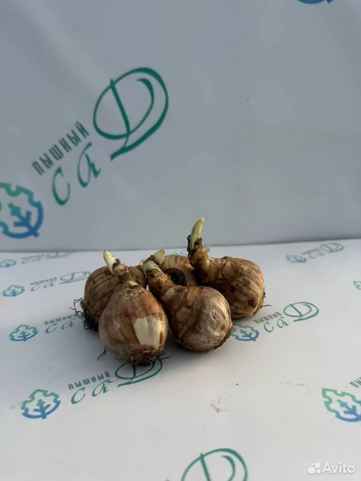 Нарцисс "АКРОПОЛИС" (5 штук)