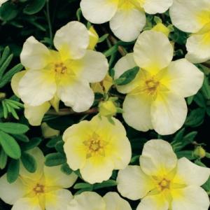 Лапчатка "ЛАЙМЛАЙТ" (стакан Р9)