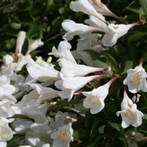 Вейгела "БЛЭК ЭНД ВАЙТ"