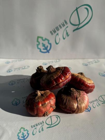 Гладиолус Баккара (5 шт. луковиц в упаковке)