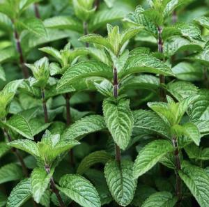 Мята мандариновая саженец ЗКС