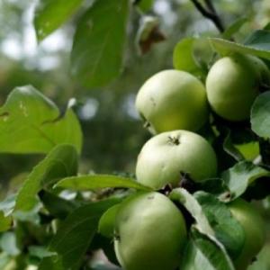 Яблоня АРКАД